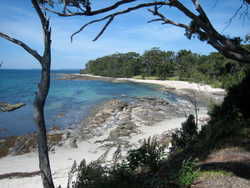 HuskissoniStock_00001.jpg